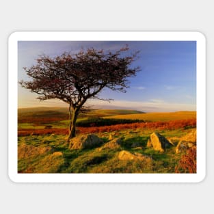 Hawthorn Tree, Two Moors Way Sticker